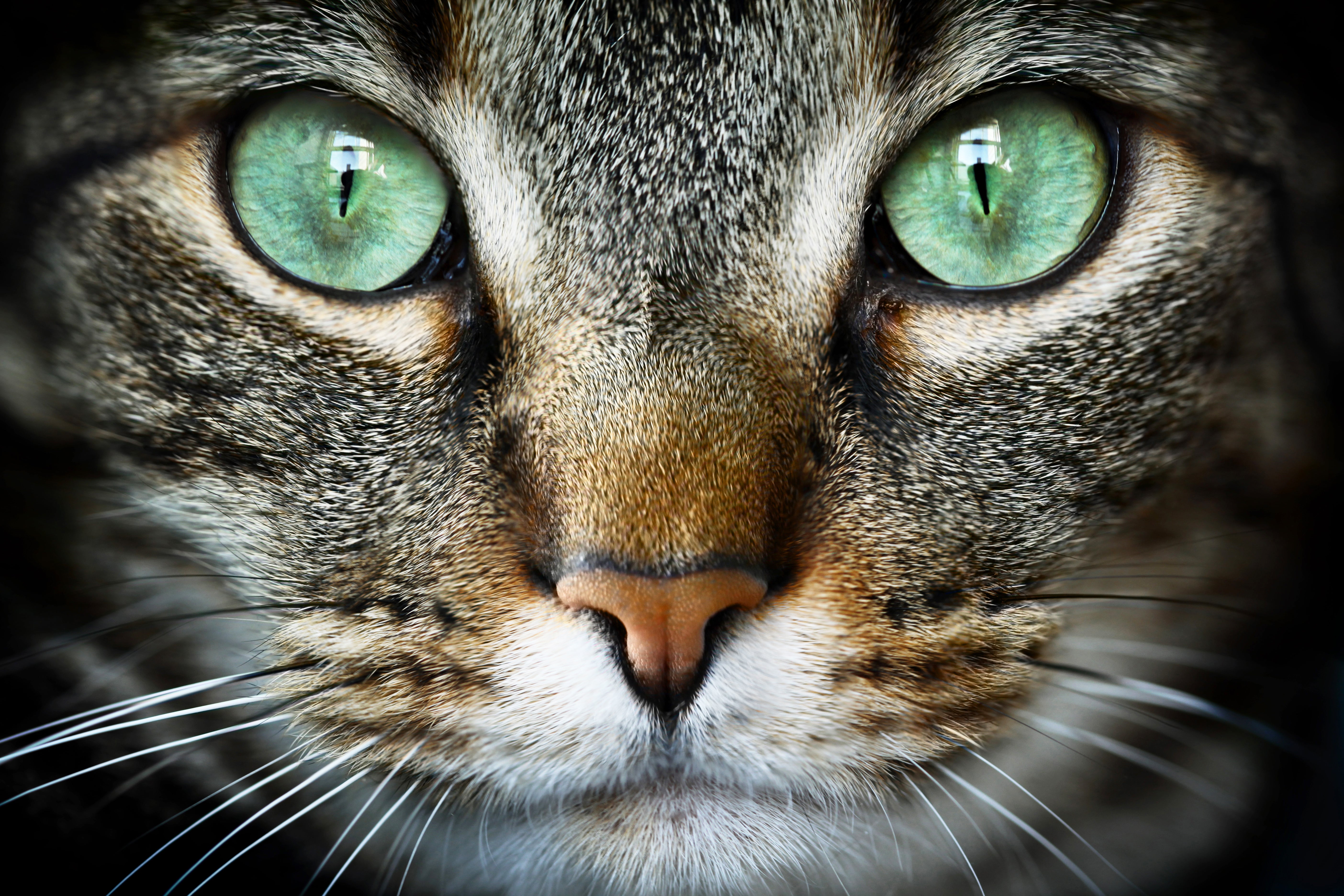 Why do cats purr?  Scientific American