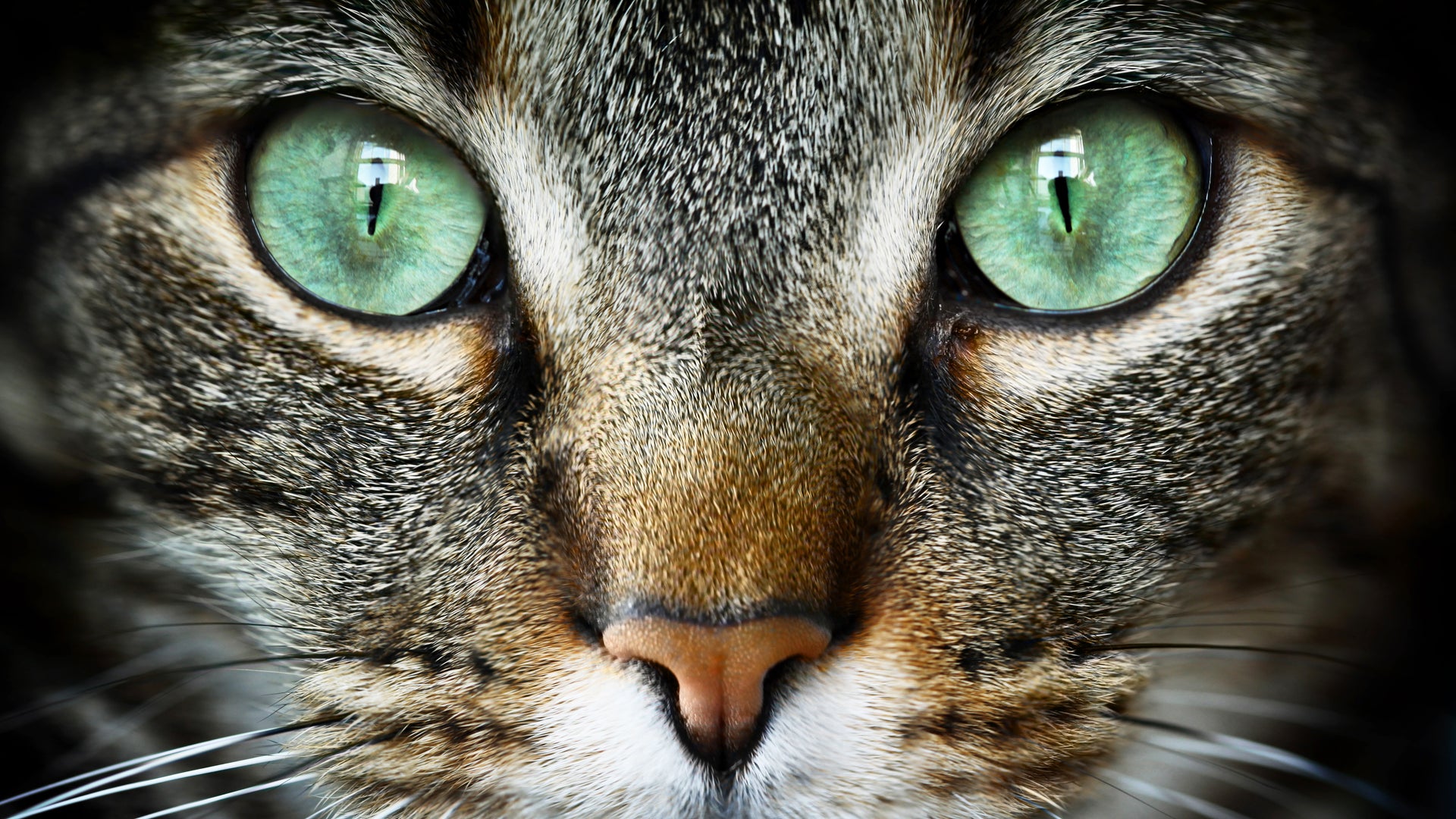 Why do cats purr? | Scientific American