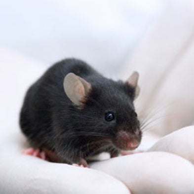 <em>Homo musculus</em>: Researchers Create a "Humanized" Mouse for Liver Disease Studies