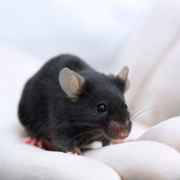 <em>Homo musculus</em>: Researchers Create a "Humanized" Mouse for Liver Disease Studies