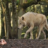 FUNCTION-FIRST WINNER: GRAY WOLF