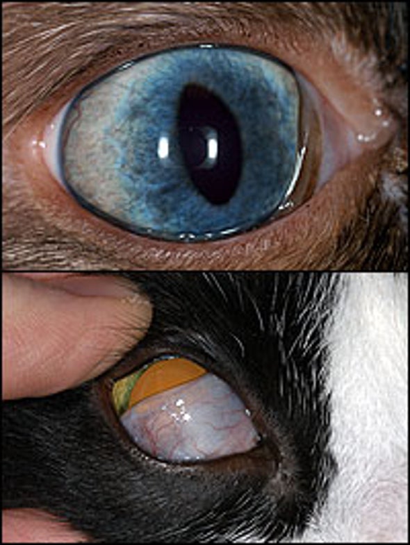 Why do cats have an inner eyelid as well as outer ones?