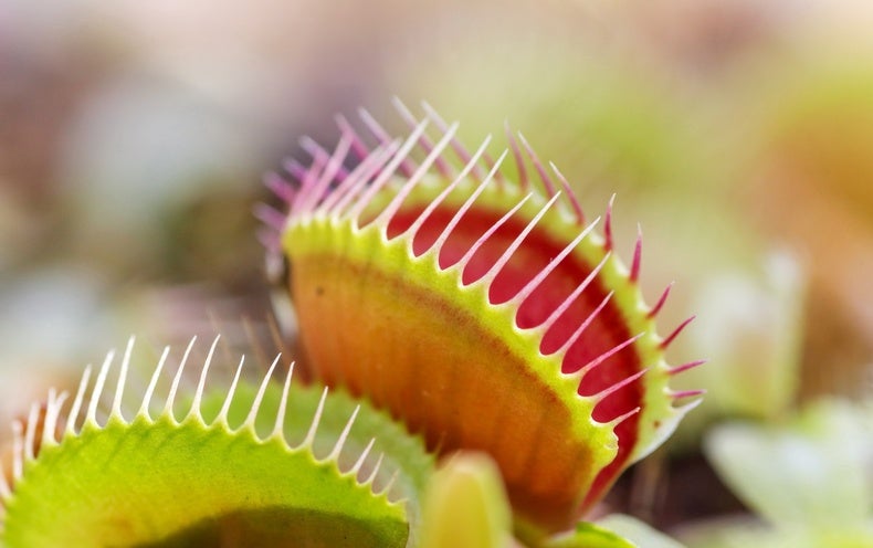 HOW THE VENUS FLYTRAP SNAPS visual data 6