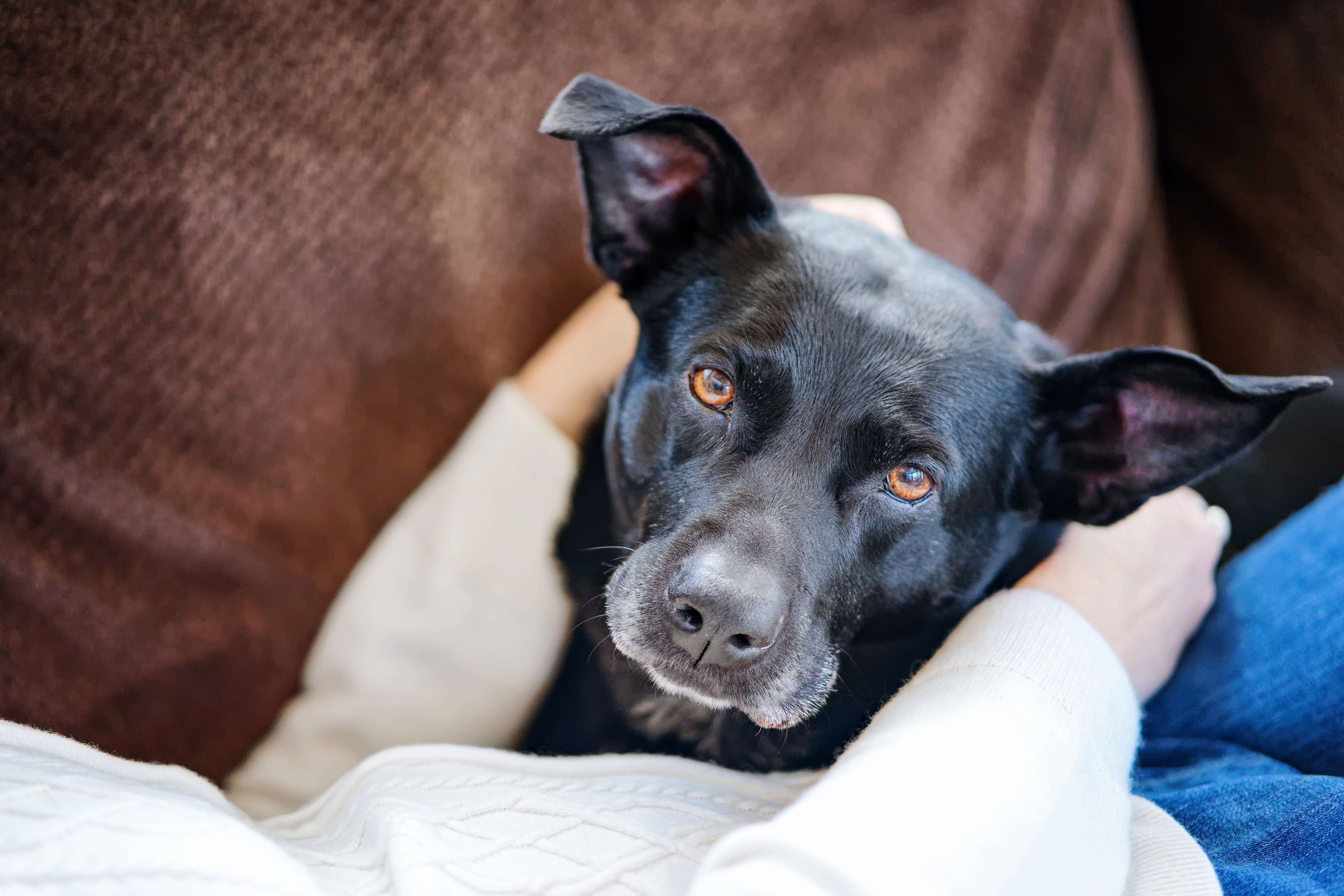 how to keep a dog resting