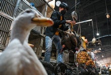 Vaccine Makers Are Preparing for Bird Flu
