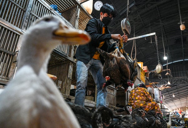 A duck is shown in the foreground of a photograph of a man holding several chickens in a market