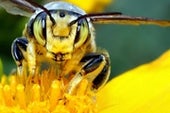 Bees Get Stung by Decision to Scale Back National Monument