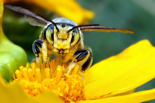 Bees Get Stung by Decision to Scale Back National Monument