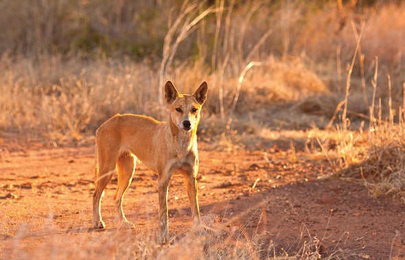 Inside Australia's War on Invasive Species - Scientific American Inside Australia's War on Invasive Species - Scientific American