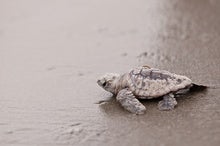 Restoring Sea Turtles' Numbers Also Restored Their Ecosystem