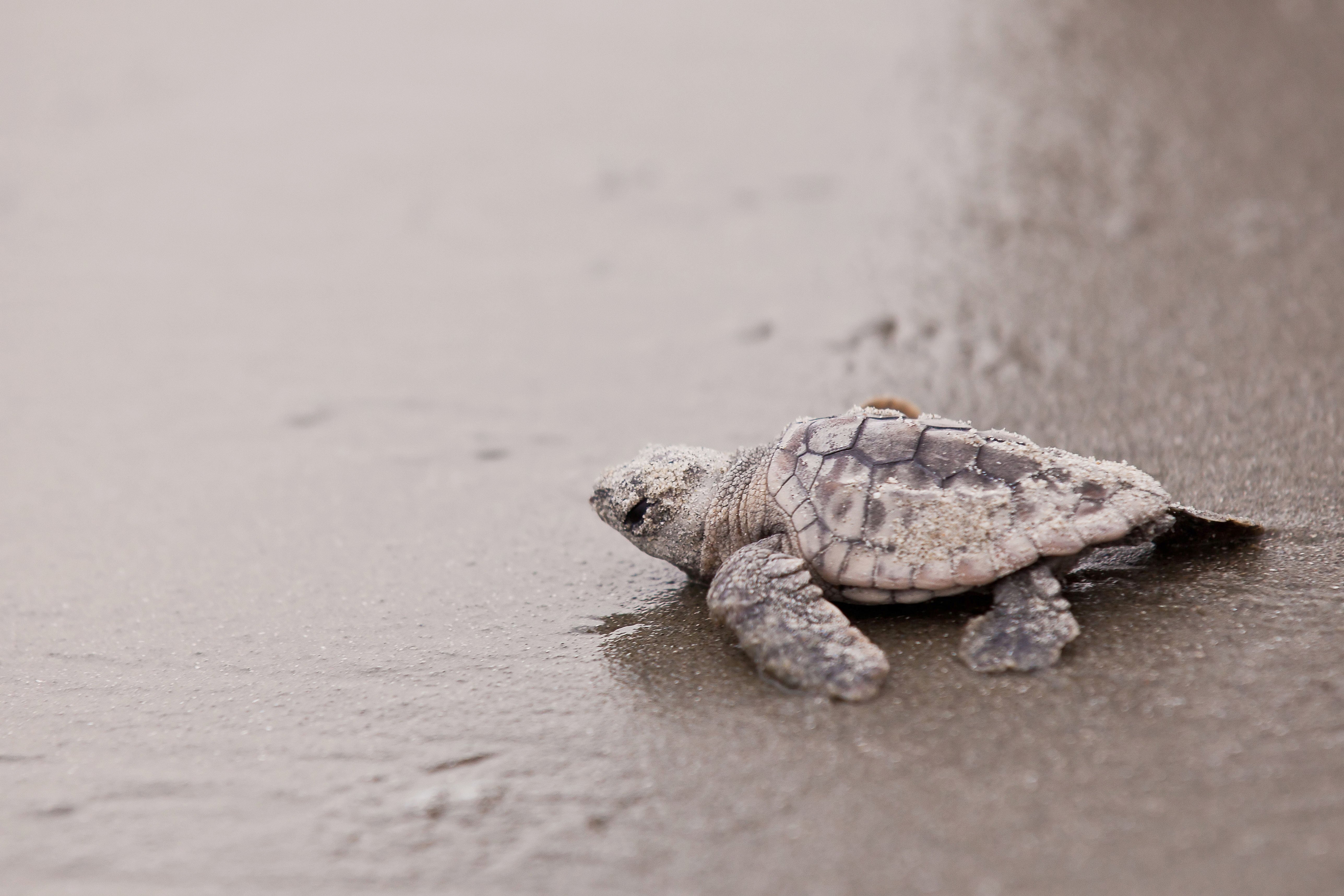 Restoring Sea Turtles' Numbers Also Restored Their Ecosystem thumbnail