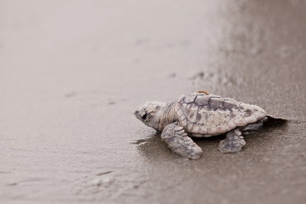 Baby sea turtle crawling on sand