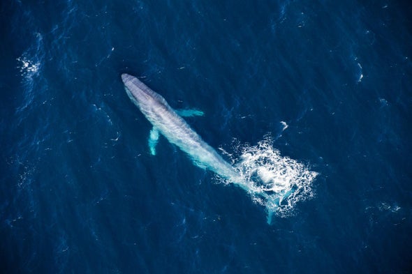 Blue Whales Have Changed Their Tune