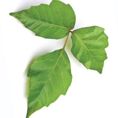 Patent Watch: Fluorescence Detection of Poison Oak Oil