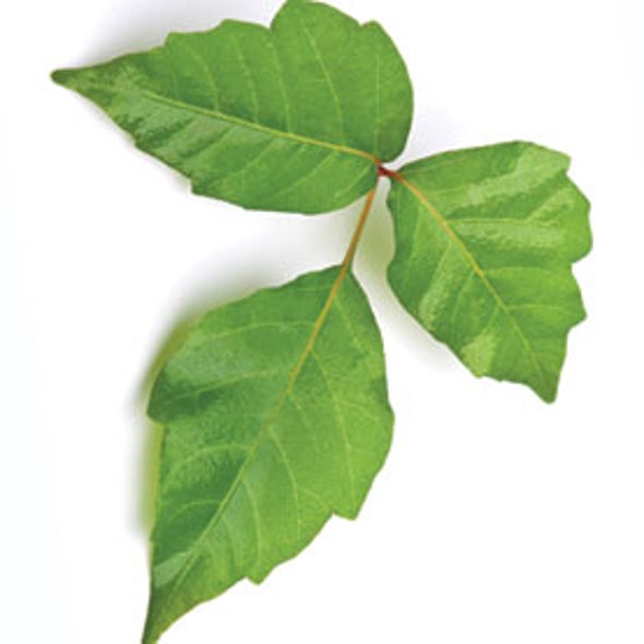 Patent Watch: Fluorescence Detection of Poison Oak Oil