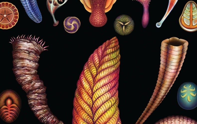 The Rise of the First Animals - Scientific American