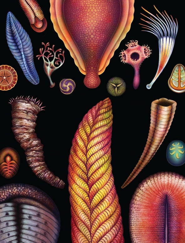 The Rise of the First Animals - Scientific American
