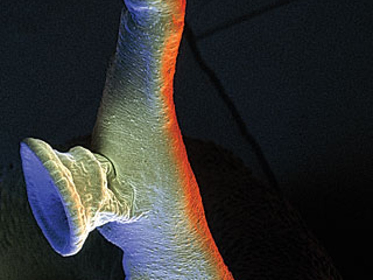 glutathione injection para que sirve Fighting Killer Worms