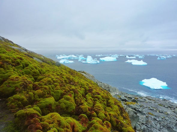 Climate Change Is Turning Antarctica Green