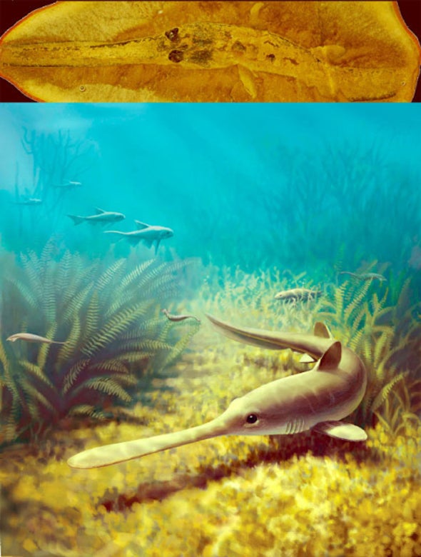 Extinct Freshwater Sharks That Spawned in Saltwater Had Been Mistaken for Separate Species