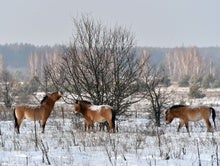 Russian Capture of Ukraine's Chernobyl Nuclear Plant Threatens Future Research