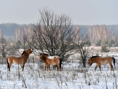 Three horses in snow covered landscape