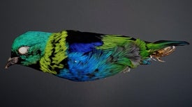 从各个角度，三维立体看珍稀鸟类的美丽色彩