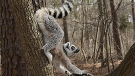 Lemurs Issue Musky Memorandums