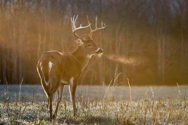A buck standing in the warm sun on a cold morning