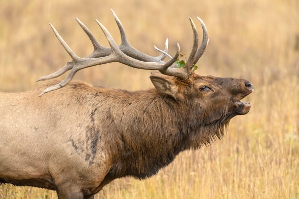 Male elk during the fall rut at Rocky Mountain National Park. 