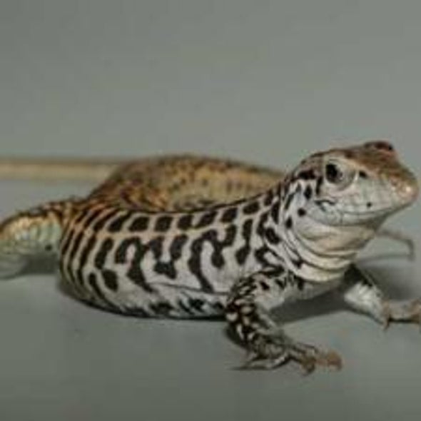 No Sex Needed: All-Female Lizard Species Cross Their Chromosomes to Make Babies