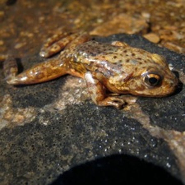 Skin Fight: Could Bacteria Carried by Amphibians Save Them from