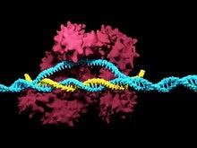 Kill Switch for CRISPR Could Make Gene Editing Safer