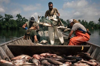Navigating a Sea of Superlatives in Pursuit of the Asian Carp