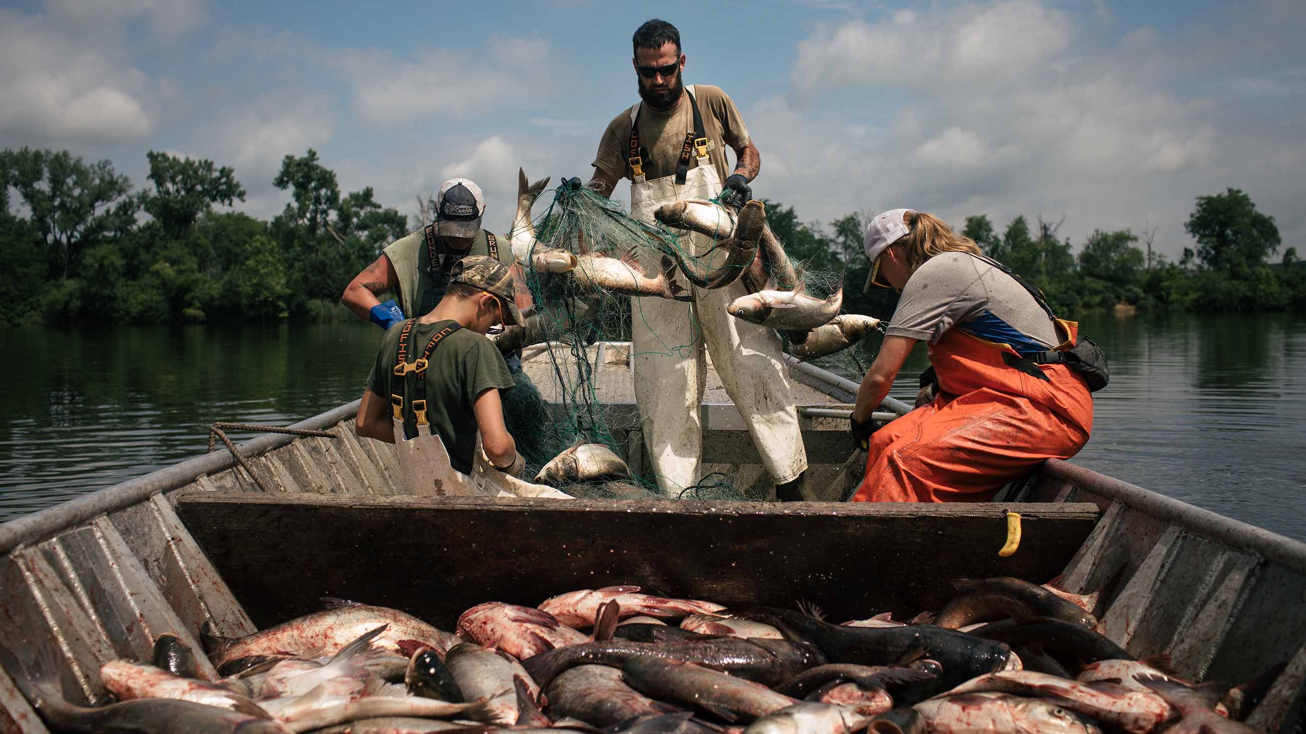 Navigating a Sea of Superlatives in Pursuit of the Asian Carp - Scientific  American