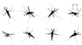 Double Vortices Give Mosquitoes a Boost