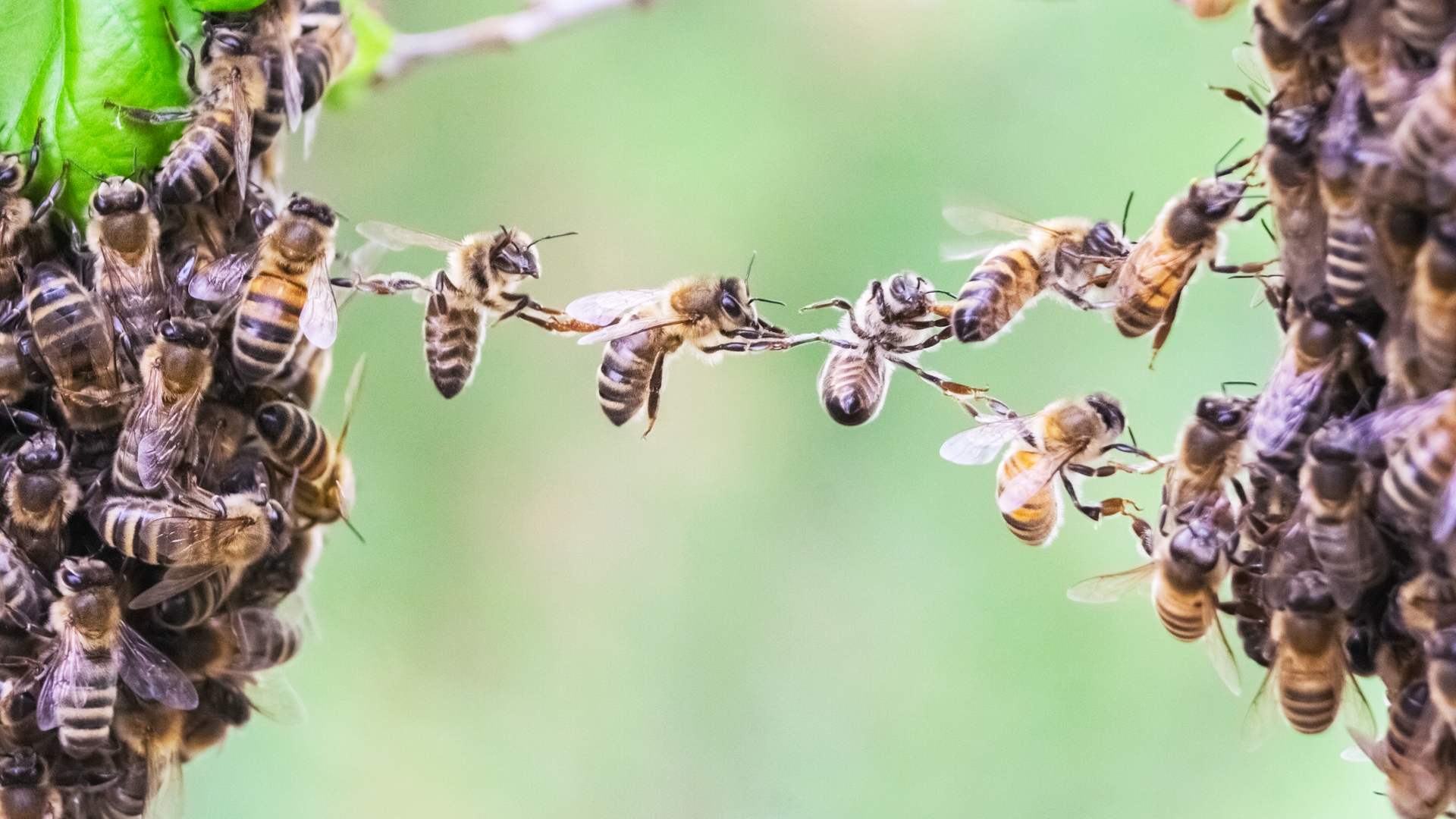 The Elusive Calculus of Insect Altruism | Scientific American