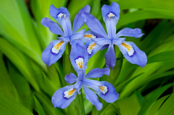 Three blue, yellow and white dwarf crested iris wildflowers.