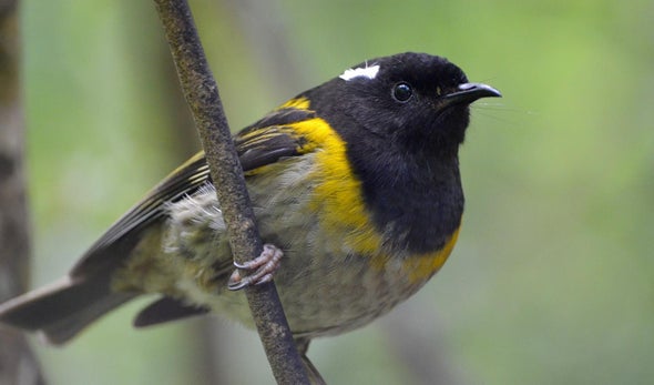 Biologists Track Tweets to Monitor Birds