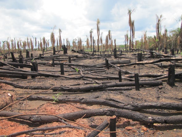Brazil Greenhouse Gas Emission Spike Blamed on Deforestation