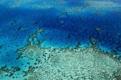 Great barrier reef plants Great barrier reef plants