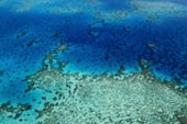 Great barrier reef plants