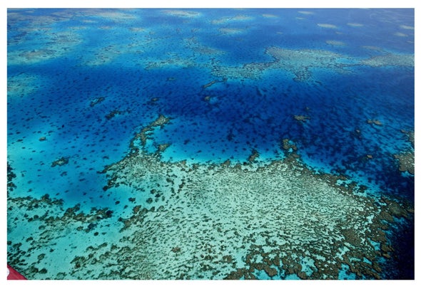 Bleaching Hits 93 Percent of the Great Barrier Reef
