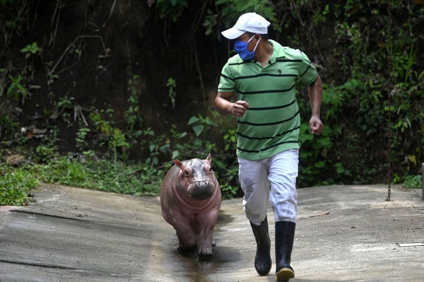 baby hippopotamus runs at the Wild Refuge Foundation