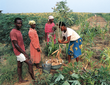 Designer Crops of the Future Must Be Better Tailored for Women in Agriculture