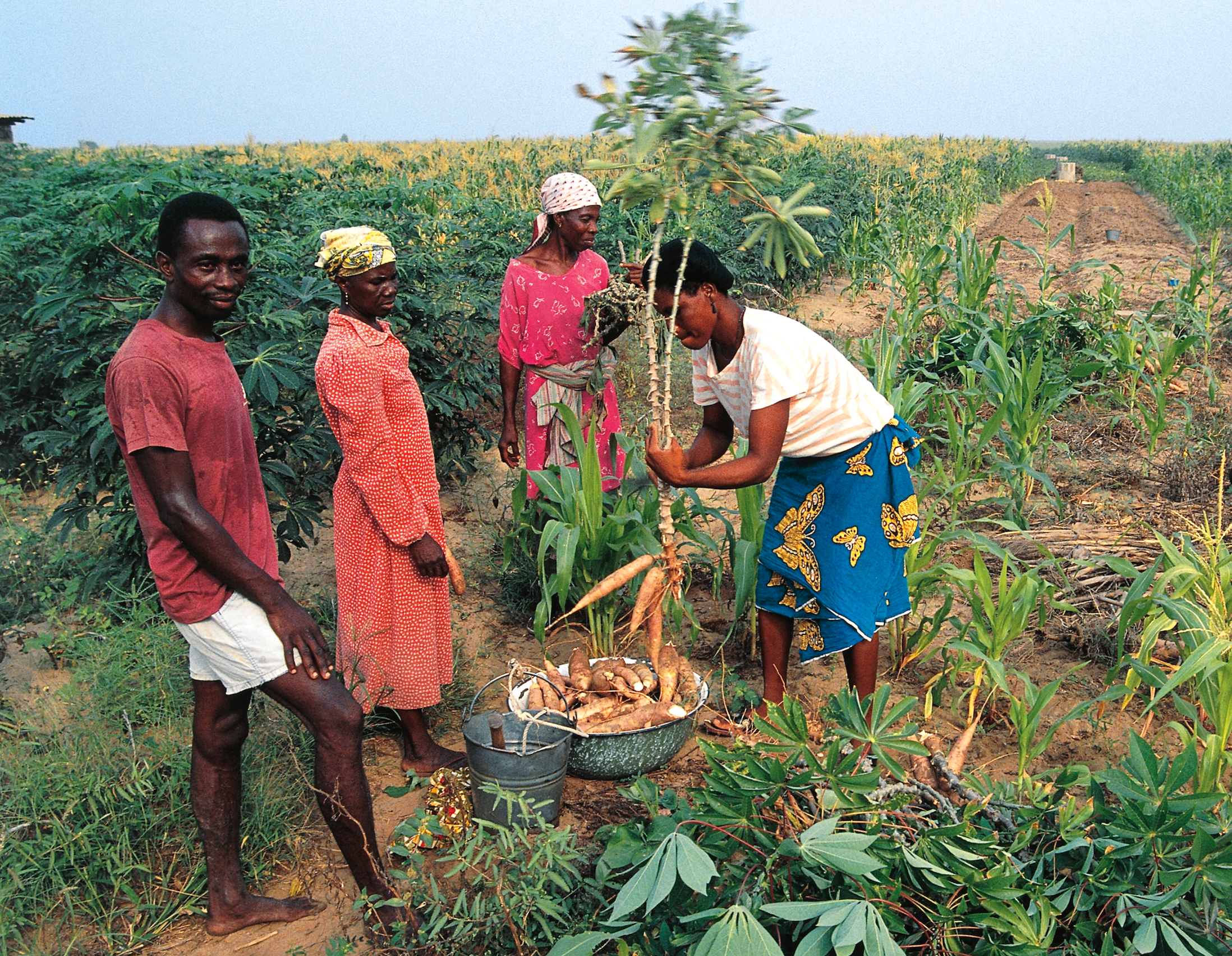 farming crops