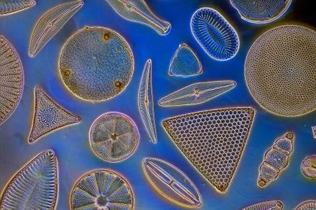 Phytoplankton, diatom form diversity, darkfield blue background