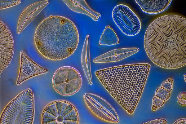 Phytoplankton, diatom form diversity, darkfield blue background