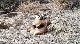 Watch a Badger Bury a Cow