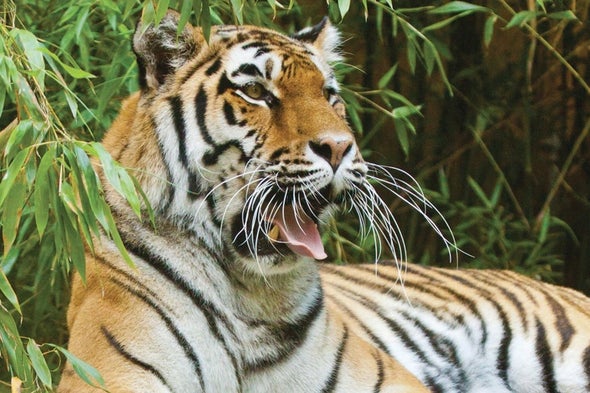 Vaccine Could Save Critical Tiger Population